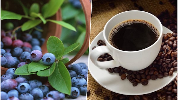 Los arándanos y el café brillan en las agroexportaciones de Perú al mes de abril Los arándanos y el café brillan en las agroexportaciones de Perú al mes de abril