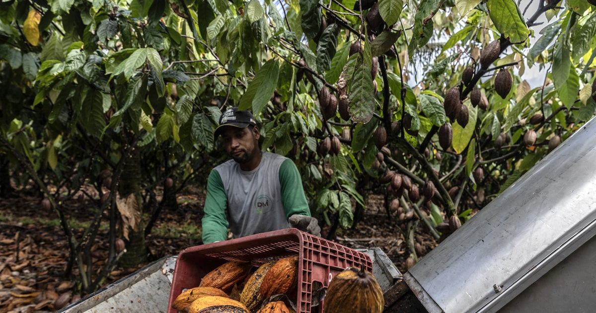 Cacao en riesgo por El Niño: precios y existencias en alerta