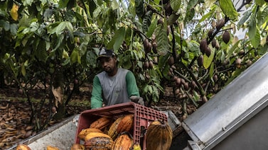¿Un chocolate más caro? El regreso del fenómeno de El Niño amenaza al mercado del cacao ¿Un chocolate más caro? El regreso del fenómeno de El Niño amenaza al mercado del cacao