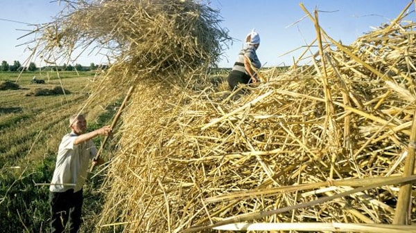 El sistema alimentario mundial depende demasiado del trigo El sistema alimentario mundial depende demasiado del trigo
