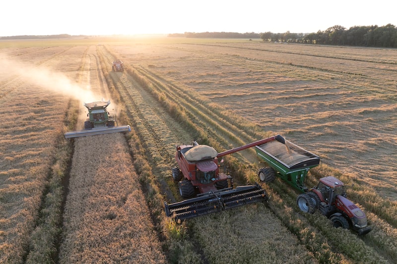 Rice is deposited into a hopper during a harvest on a farm near Winstonville, Mississippi, US. Photograph: Rory Doyle/Bloomberg Photographer: Rory Doyle/Bloomberg Rice is deposited into a hopper during a harvest on a farm near Winstonville, Mississippi, US. Photograph: Rory Doyle/Bloomberg Photographer: Rory Doyle/Bloomberg