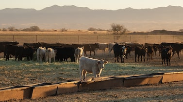 China renova habilitação para carne dos EUA enquanto Brasil se aproxima de cota China renova habilitação para carne dos EUA enquanto Brasil se aproxima de cota