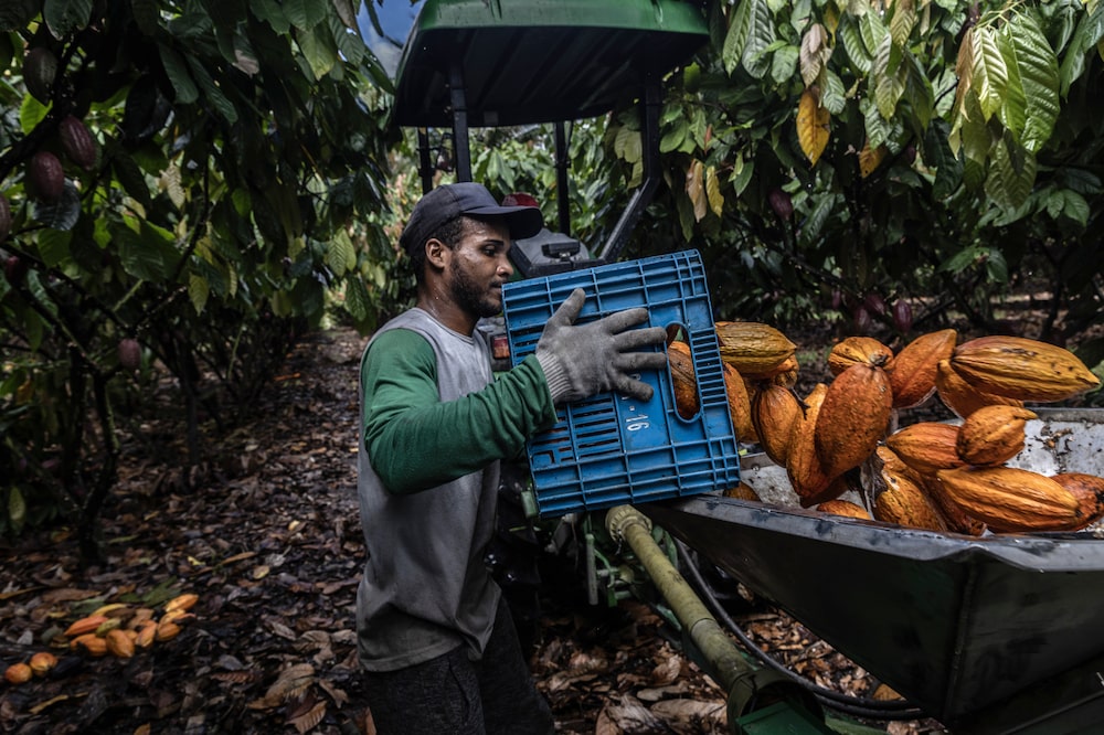 A worker loads harvested cacao pods into a machine to remove husks at a farm in Eunapolis, Bahia state, Brazil, on Friday, April 5, 2024. New machinery and widespread use of irrigation systems is helping Brazil's cocoa production grow, which is a large shift for the typically labor-intensive crop and a welcome development for global markets facing severe bean shortages from top growers in West Africa. Photographer: Dado Galdieri/Bloomberg A worker loads harvested cacao pods into a machine to remove husks at a farm in Eunapolis, Bahia state, Brazil, on Friday, April 5, 2024. New machinery and widespread use of irrigation systems is helping Brazil's cocoa production grow, which is a large shift for the typically labor-intensive crop and a welcome development for global markets facing severe bean shortages from top growers in West Africa. Photographer: Dado Galdieri/Bloomberg