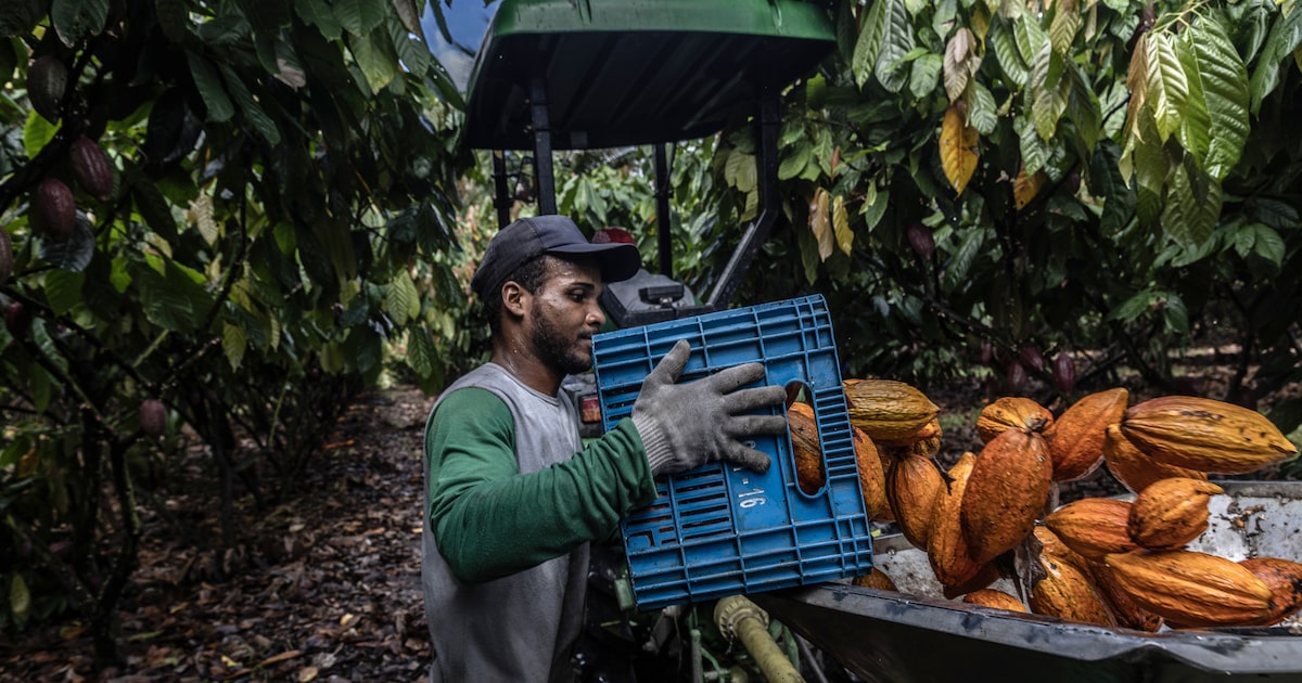 Cacao lidera inversiones en materias primas por riesgo de El Niño