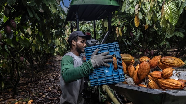 ¿En qué materias primas invertir ante el regreso de El Niño? UBS revela sus principales apuestas ¿En qué materias primas invertir ante el regreso de El Niño? UBS revela sus principales apuestas