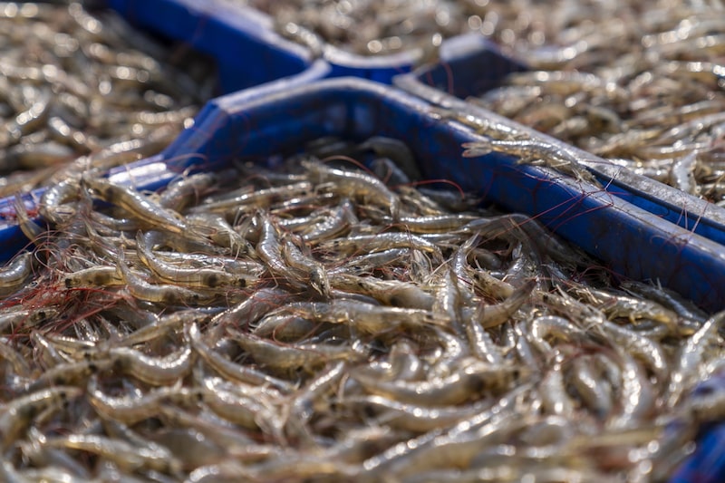 (Foto con fines ilustrativos) (Foto con fines ilustrativos)