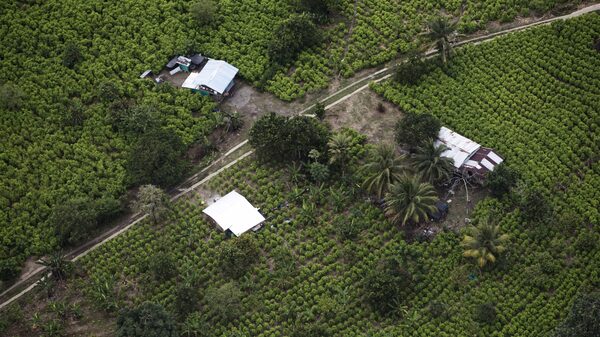 Explosão de maconha e serviço de delivery: o mercado de drogas na pandemia Explosão de maconha e serviço de delivery: o mercado de drogas na pandemia