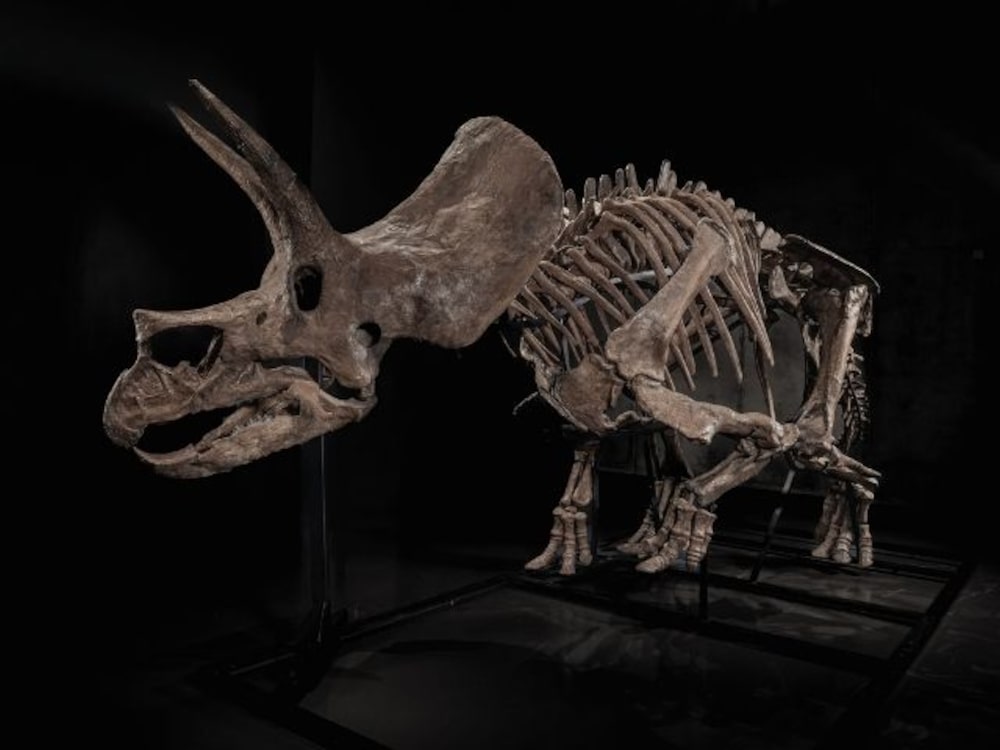 Triceratops Triceratops