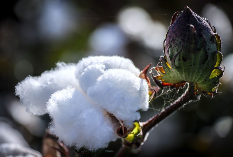 El algodón crece en un campo. El algodón crece en un campo.