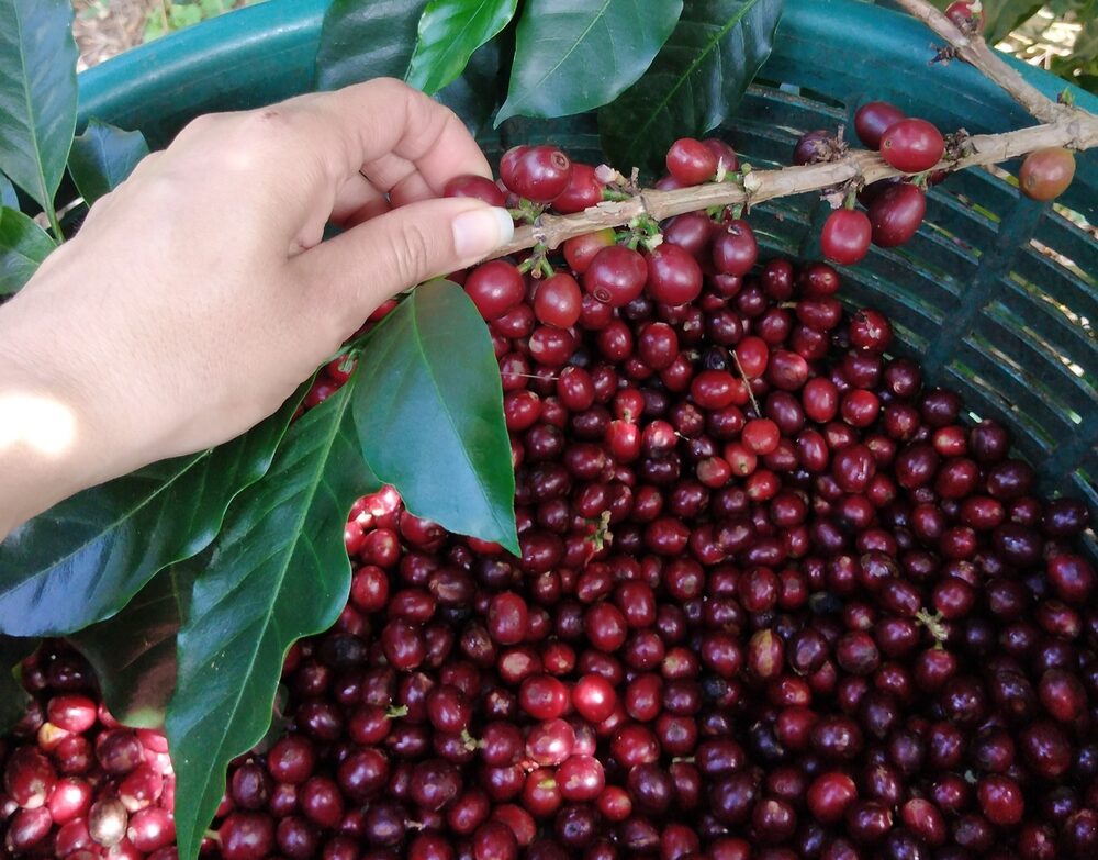 La cosecha en una finca en el Valle del Guarco, en Cartago, Costa Rica. La cosecha en una finca en el Valle del Guarco, en Cartago, Costa Rica.