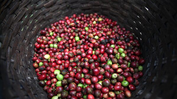 Futuro do café depende de cultivo sustentável, diz head global de Nescafé Plan Futuro do café depende de cultivo sustentável, diz head global de Nescafé Plan