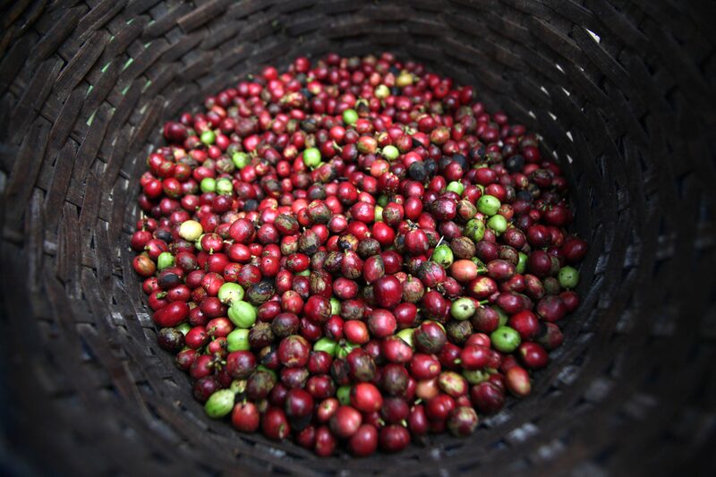 Cultivo de café só será capaz de atender à demanda com aumento de produtividade, na visão da Nescafé (Foto: Dimas Ardian/Bloomberg) Cultivo de café só será capaz de atender à demanda com aumento de produtividade, na visão da Nescafé (Foto: Dimas Ardian/Bloomberg)