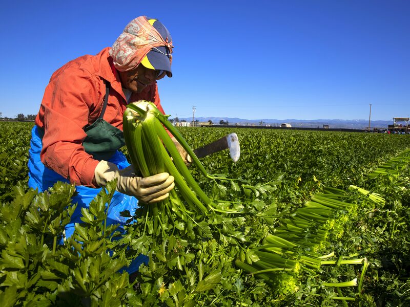 Un trabajador recoge apio en una granja en Oxnard, California. Un trabajador recoge apio en una granja en Oxnard, California.