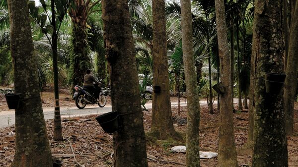 Sector de caucho guatemalteco apuesta por unir a la cadena productiva Sector de caucho guatemalteco apuesta por unir a la cadena productiva