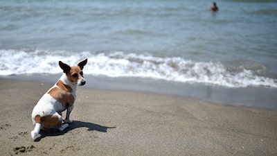 Perros de millennials se convierten en los nuevos clientes estrella de hoteles de lujo Perros de millennials se convierten en los nuevos clientes estrella de hoteles de lujo