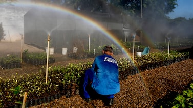 Ni cemento ni mano dura: el proyecto en Brasil que desafía el modelo Bukele con presos que restauran bosques Ni cemento ni mano dura: el proyecto en Brasil que desafía el modelo Bukele con presos que restauran bosques