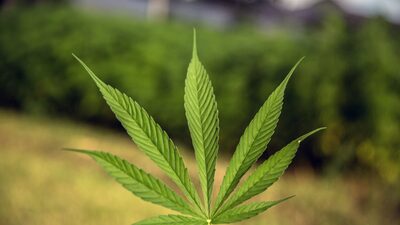 Ações de cannabis derretem com esforços tímidos para legalização nos EUA Ações de cannabis derretem com esforços tímidos para legalização nos EUA