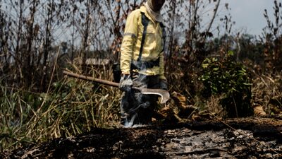 Los bosques de Brasil estaban mejor bajo el mandato del “Capitán Motosierra” Los bosques de Brasil estaban mejor bajo el mandato del “Capitán Motosierra”