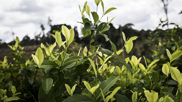 Extracto de coca colombiana ya se exporta: enfoque antidrogas de Petro le favorece Extracto de coca colombiana ya se exporta: enfoque antidrogas de Petro le favorece