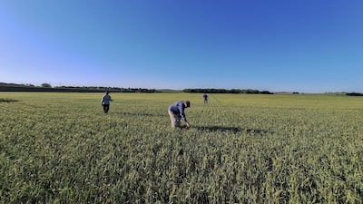 ‘Parem as máquinas’: clima extremo leva produtores de trigo dos EUA a acionar seguros ‘Parem as máquinas’: clima extremo leva produtores de trigo dos EUA a acionar seguros