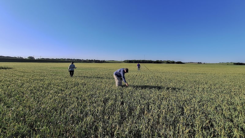 ‘Parem as máquinas’: clima extremo leva produtores de trigo dos EUA a acionar seguros ‘Parem as máquinas’: clima extremo leva produtores de trigo dos EUA a acionar seguros