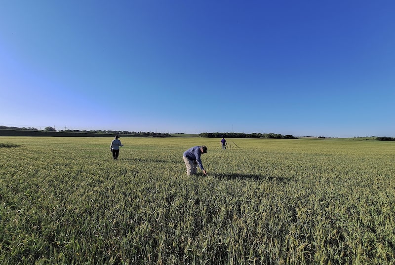 Agricultores dos EUA enfrentam quebra de safra após eventos climáticos extremos, como seca, granizo e calor Agricultores dos EUA enfrentam quebra de safra após eventos climáticos extremos, como seca, granizo e calor