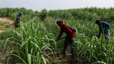 Açúcar é pressionado por queda da produção na Tailândia, 3º maior fornecedor mundial Açúcar é pressionado por queda da produção na Tailândia, 3º maior fornecedor mundial