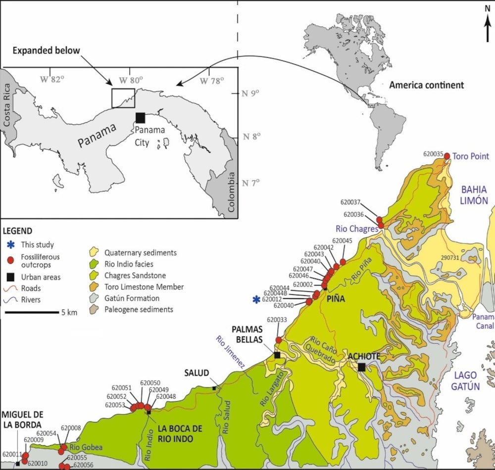 Mapa de ubicación de los afloramientos explorados en el centro-norte de Panamá. El asterisco azul indica la localidad en la arenisca de Chagres (Formación Chagres) donde se recogió el fósil de pargo. Mapa de ubicación de los afloramientos explorados en el centro-norte de Panamá. El asterisco azul indica la localidad en la arenisca de Chagres (Formación Chagres) donde se recogió el fósil de pargo.