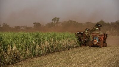 México impõe tarifas de até 210% sobre o açúcar, com o Brasil como principal alvo México impõe tarifas de até 210% sobre o açúcar, com o Brasil como principal alvo