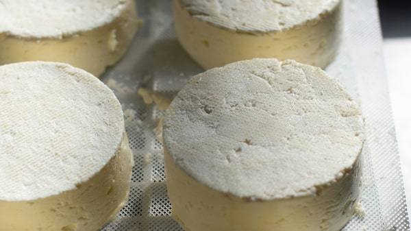 Esto cuesta probar el “pule”, el queso más caro del mundo que marca el lujo gastronómico Esto cuesta probar el “pule”, el queso más caro del mundo que marca el lujo gastronómico