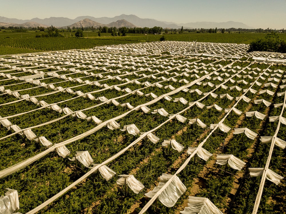 Chile cerejas Chile cerejas