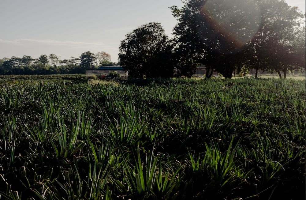 Una plantación de piña en la provincia de Limón. Foto: Fred Ramos/Bloomberg Una plantación de piña en la provincia de Limón. Foto: Fred Ramos/Bloomberg