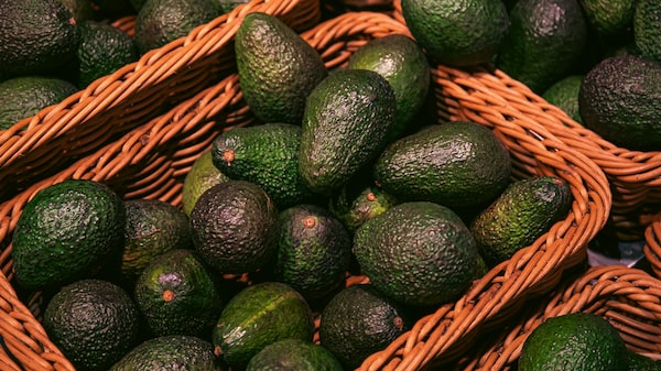 CEO AFM: “Tenemos suficiente aguacate para mantener el precio bajo este año” CEO AFM: “Tenemos suficiente aguacate para mantener el precio bajo este año”