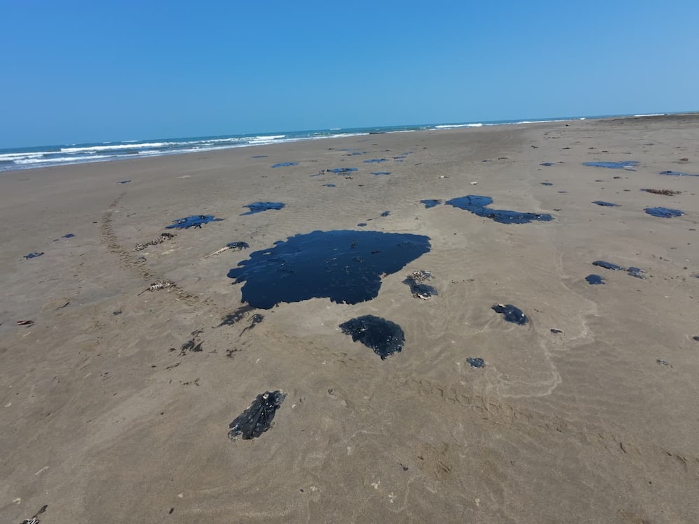 Cortesía: Red Corredor Arrecifal del Golfo de México Cortesía: Red Corredor Arrecifal del Golfo de México