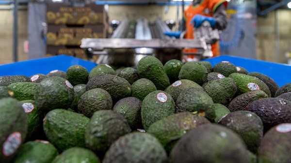 Super Bowl saborea aguacate mexicano con más vigilancia laboral y ambiental por T-MEC Super Bowl saborea aguacate mexicano con más vigilancia laboral y ambiental por T-MEC