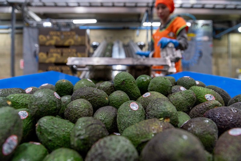 Avocados to be packed in mesh at an avocado packaging facility in Uruapan, Michoacan state, Mexico, on Tuesday, March 18, 2025. US President Donald Trump this month imposed 25% tariffs on goods from Mexico and Canada, but then gave a reprieve until April 2 on items that fall under the North American trade agreement. Photographer: Stephania Corpi/Bloomberg Avocados to be packed in mesh at an avocado packaging facility in Uruapan, Michoacan state, Mexico, on Tuesday, March 18, 2025. US President Donald Trump this month imposed 25% tariffs on goods from Mexico and Canada, but then gave a reprieve until April 2 on items that fall under the North American trade agreement. Photographer: Stephania Corpi/Bloomberg