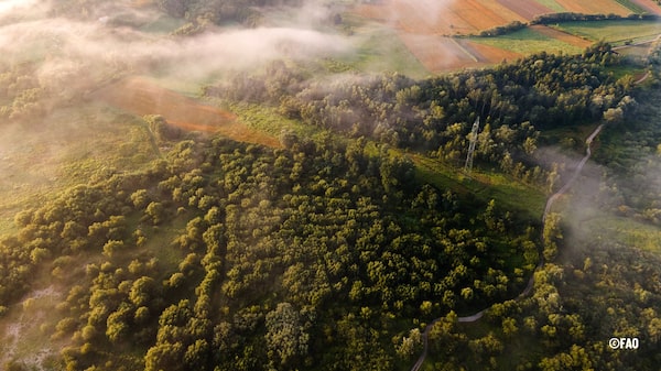 Los bosques más extensos de Latinoamérica y qué tan lejos están de la “deforestación cero” Los bosques más extensos de Latinoamérica y qué tan lejos están de la “deforestación cero”