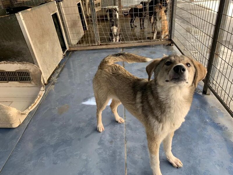 Animales rescatados en Afganistán (Cortesía: Nowzad.com) Animales rescatados en Afganistán (Cortesía: Nowzad.com)
