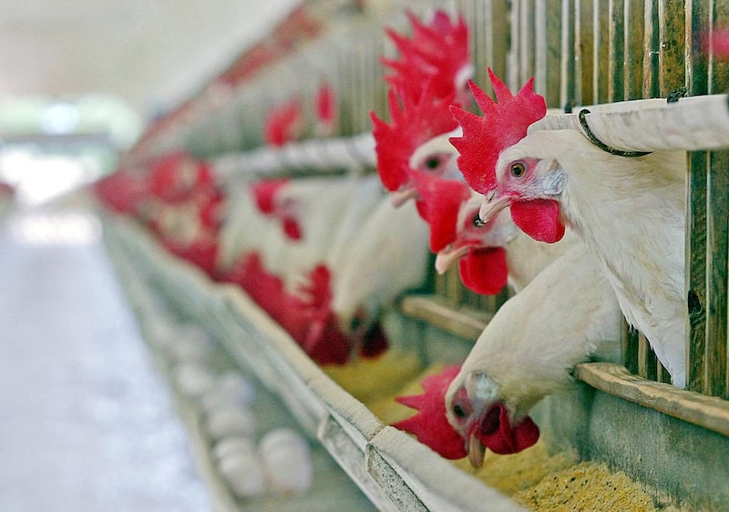 Poultry Disease Found at MBRF Supplier in Risk to Brazil Exports Poultry Disease Found at MBRF Supplier in Risk to Brazil Exports