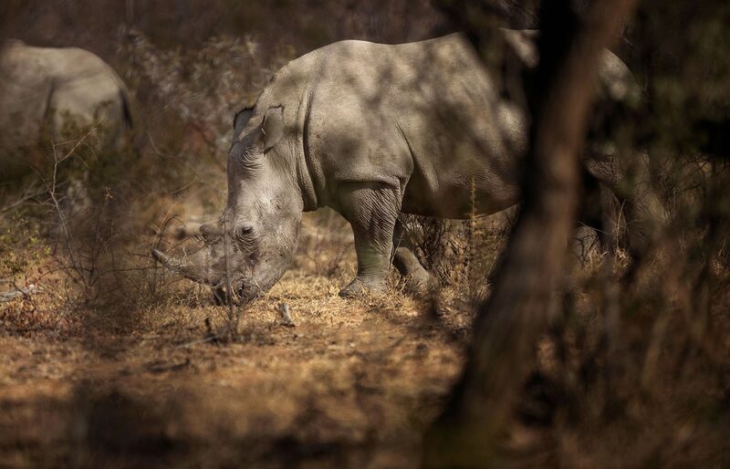 Un rinoceronte blanco durante un safari guiado en la reserva de Dinokeng, a las afueras de Pretoria. Un rinoceronte blanco durante un safari guiado en la reserva de Dinokeng, a las afueras de Pretoria.