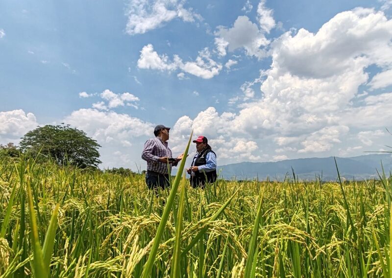 Plantaciones de arroz Plantaciones de arroz
