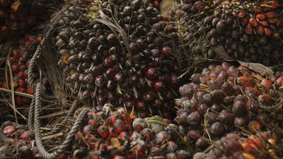 La UE eximirá los derivados del aceite de palma y de la soja de su ley contra la deforestación La UE eximirá los derivados del aceite de palma y de la soja de su ley contra la deforestación