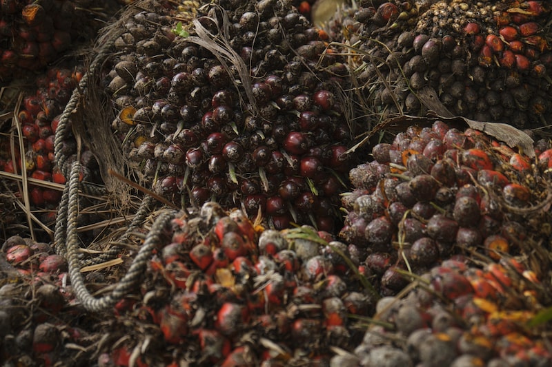 La disposición sobre el intercambio de aceite de palma por medicamentos se añadió "para proteger la salud humana y animal". Foto: Ferley Ospina/Bloomberg
La disposición sobre el intercambio de aceite de palma por medicamentos se añadió "para proteger la salud humana y animal". Foto: Ferley Ospina/Bloomberg