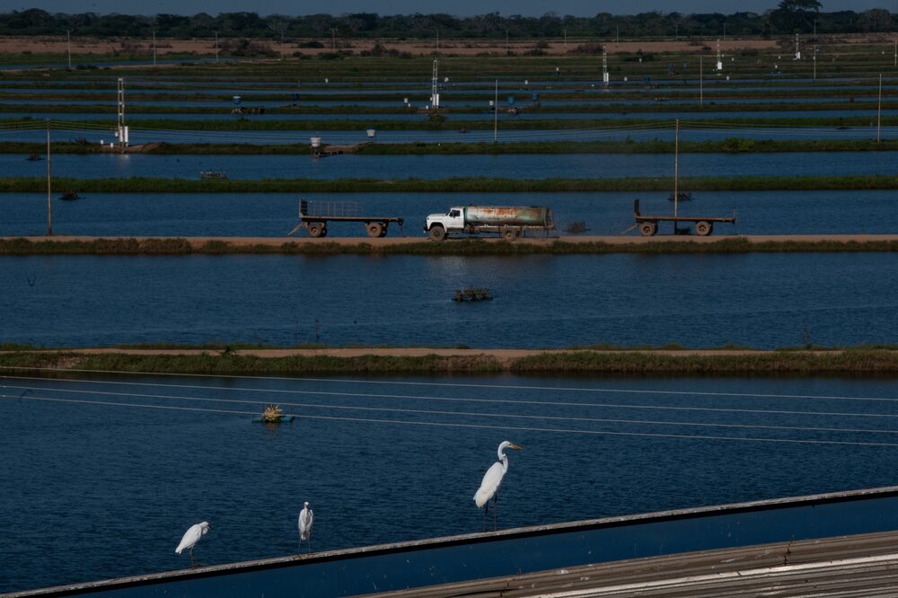 Estanques camaroneros artificiales en una granja cerca de Maracaibo. Se espera que la industria siga creciendo este año a medida que los productores inviertan más capital y recursos.Fotógrafo: Gaby Oraa/Bloomberg Estanques camaroneros artificiales en una granja cerca de Maracaibo. Se espera que la industria siga creciendo este año a medida que los productores inviertan más capital y recursos.Fotógrafo: Gaby Oraa/Bloomberg
