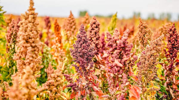 How ‘Tropical’ Quinoa Could Solve Bolivia’s Food Shortage How ‘Tropical’ Quinoa Could Solve Bolivia’s Food Shortage