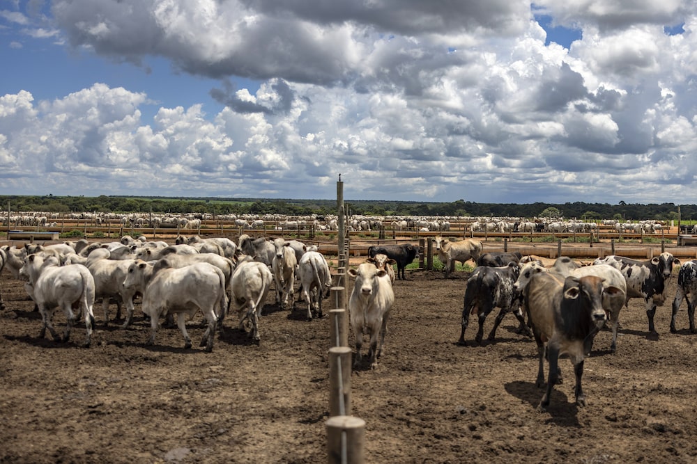 Operaciones de engorde de ganado en el estado de Tocantins. Las empresas de inversión están apuntando agresivamente a los centros agrícolas de los estados de Goiás, Mato Grosso y Tocantins. Fotógrafo: Victor Moriyama/Bloomberg Operaciones de engorde de ganado en el estado de Tocantins. Las empresas de inversión están apuntando agresivamente a los centros agrícolas de los estados de Goiás, Mato Grosso y Tocantins. Fotógrafo: Victor Moriyama/Bloomberg