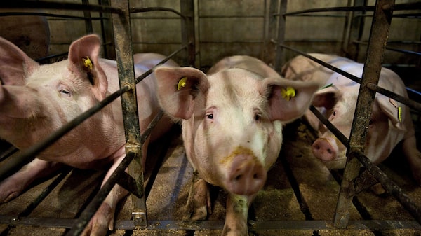 China impõe tarifa de até 62% sobre carne suína da UE e pressiona grupos exportadores China impõe tarifa de até 62% sobre carne suína da UE e pressiona grupos exportadores