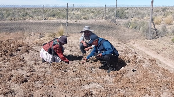 Sequía en Bolivia golpea a casi 180 municipios y las últimas lluvias no alcanzan Sequía en Bolivia golpea a casi 180 municipios y las últimas lluvias no alcanzan