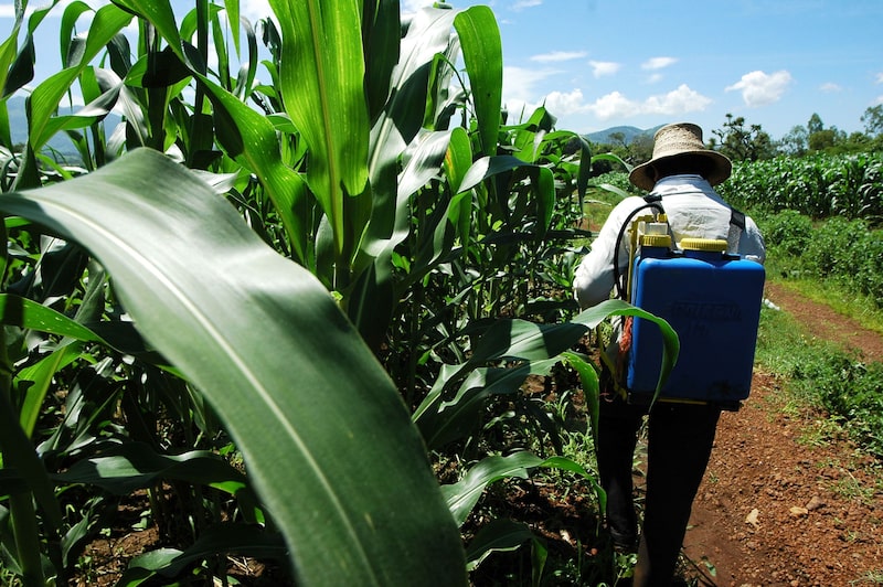 A farmer sprays herbicide on his corn crops in Quezaltepeque, El Salvador, on July 24, 2008. El Salvador, in a bid to motivate farmers to increase production, has invested $240 million in improving agricultural infrastructure since 2004 and is giving farmers a $30 bag of seed and a $30 sack of fertilizer at planting. Photographer: Alejandra Parra/Bloomberg News A farmer sprays herbicide on his corn crops in Quezaltepeque, El Salvador, on July 24, 2008. El Salvador, in a bid to motivate farmers to increase production, has invested $240 million in improving agricultural infrastructure since 2004 and is giving farmers a $30 bag of seed and a $30 sack of fertilizer at planting. Photographer: Alejandra Parra/Bloomberg News