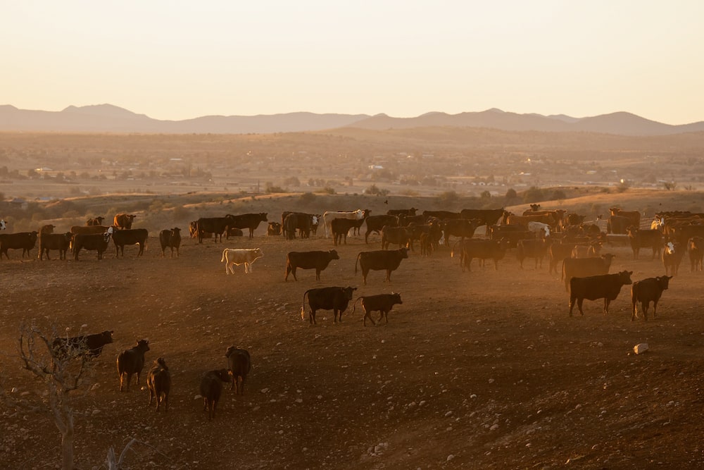 Ganado de carne pasta en una zona semiárida al atardecer. Ganado de carne pasta en una zona semiárida al atardecer.